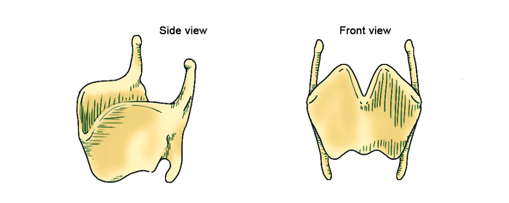 Front and side view of the thyroid cartilage